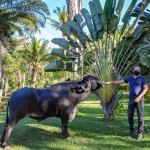 Agrônomo Roberto Cangussu e o dócil búfalo indiano, Bravo