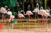 Parque das Aves lamenta a morte de 172 flamingos após incidente com Onças