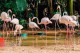 Parque das Aves lamenta a morte de 172 flamingos após incidente com Onças