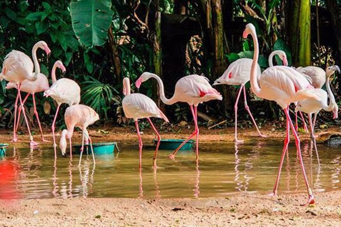 Grande parte da colônia residia no Parque há 26 anos, descendentes de flamingos resgatados na África; apenas quatro sobreviveram.