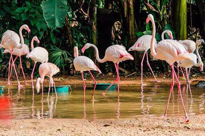 Parque das Aves lamenta a morte de 172 flamingos após incidente com Onças 1 Grande parte da colônia residia no Parque há 26 anos, descendentes de flamingos resgatados na África; apenas quatro sobreviveram.