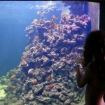 Projeto Coral Vivo de preservação pode ser conhecido no Eco Parque