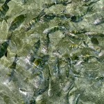 É possível observar inúmeros peixes pequenos e corais nas piscinas naturais devido ao tom da água.
