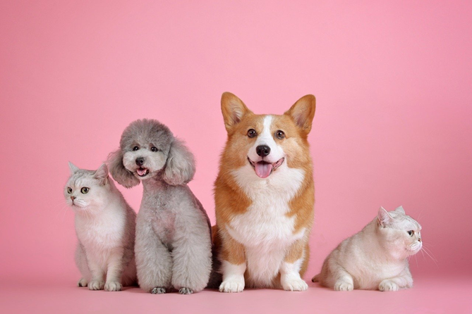Comfort Hotel Santos dá desconto para hospedagens com pets 1 29861a32