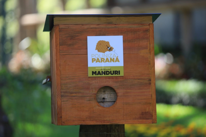 Entre as espécies disponibilizadas estão a Guaraipo, que está na lista de espécies ameaçadas de extinção; Jataí; Mandaçaia; Mirim e Manduri. O mel produzido pelas abelhas não será comercializado. Foto: Alessandro Vieira