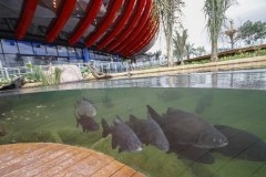 Inauguração do Bioparque Pantanal impulsiona o turismo em Campo Grande (MS) 3 1648586196992