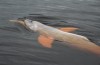 SeaWorld celebra mês do golfinho com ações para conservação da espécie