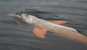 SeaWorld celebra mês do golfinho com ações para conservação da espécie