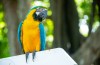 Colômbia reúne entusiastas da observação de aves de todo o mundo no Global Big Day