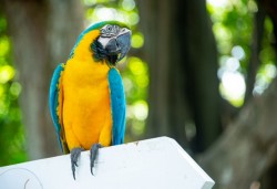 Colômbia reúne entusiastas da observação de aves de todo o mundo no Global Big Day