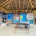 A Iberostar possui uma parceria com o projeto Tamar, a fim de preservar e manter a reprodução dos animais marinhos, principalmente as tartarugas - Foto Ana Azevedo A Iberostar possui uma parceria com o projeto Tamar, a fim de preservar e manter a reprodução dos animais marinhos, principalmente as tartarugas - Foto Ana Azevedo