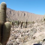 Cardones por todo o sítio arqueológico Cardones por todo o sítio arqueológico
