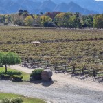 Vinhedos da Bodega El Esteco