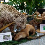 Bioparque Pantanal: M&E conhece o maior circuito de aquários de água doce do mundo; fotos