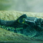 Bioparque Pantanal: M&E conhece o maior circuito de aquários de água doce do mundo; fotos