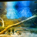 Bioparque Pantanal: M&E conhece o maior circuito de aquários de água doce do mundo; fotos