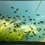 Bioparque Pantanal: M&E conhece o maior circuito de aquários de água doce do mundo; fotos