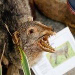 Bioparque Pantanal: M&E conhece o maior circuito de aquários de água doce do mundo; fotos