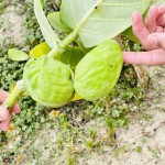 Fruta nativa, encontrada na Ilha da restinga chamada de Planta-balão ou saco de velho, como é popularmente conhecida