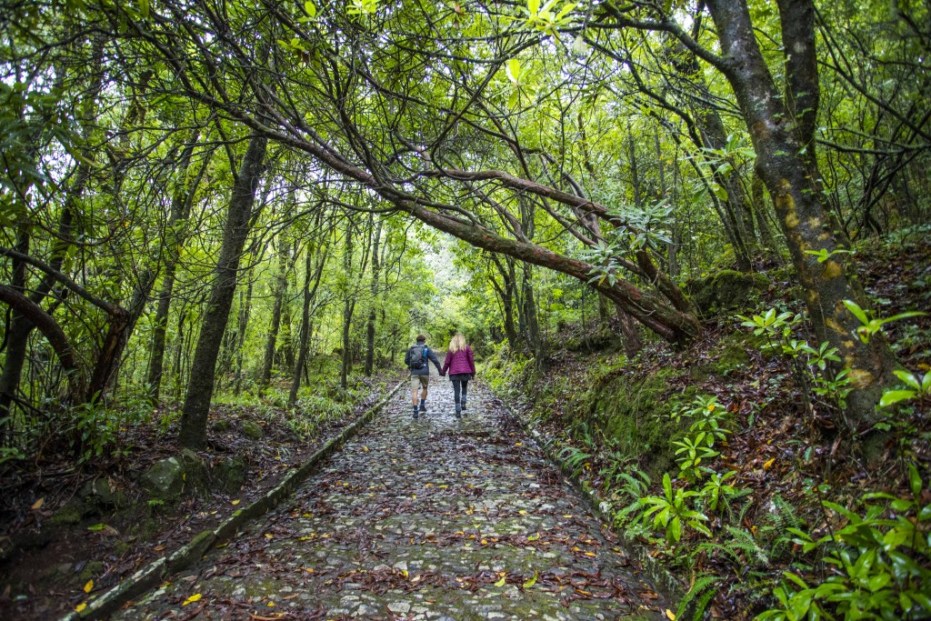 Madeira, um paraíso português em meio ao Oceano Atlântico 2 Floresta Laurissilva Foto - Andre Carvalho