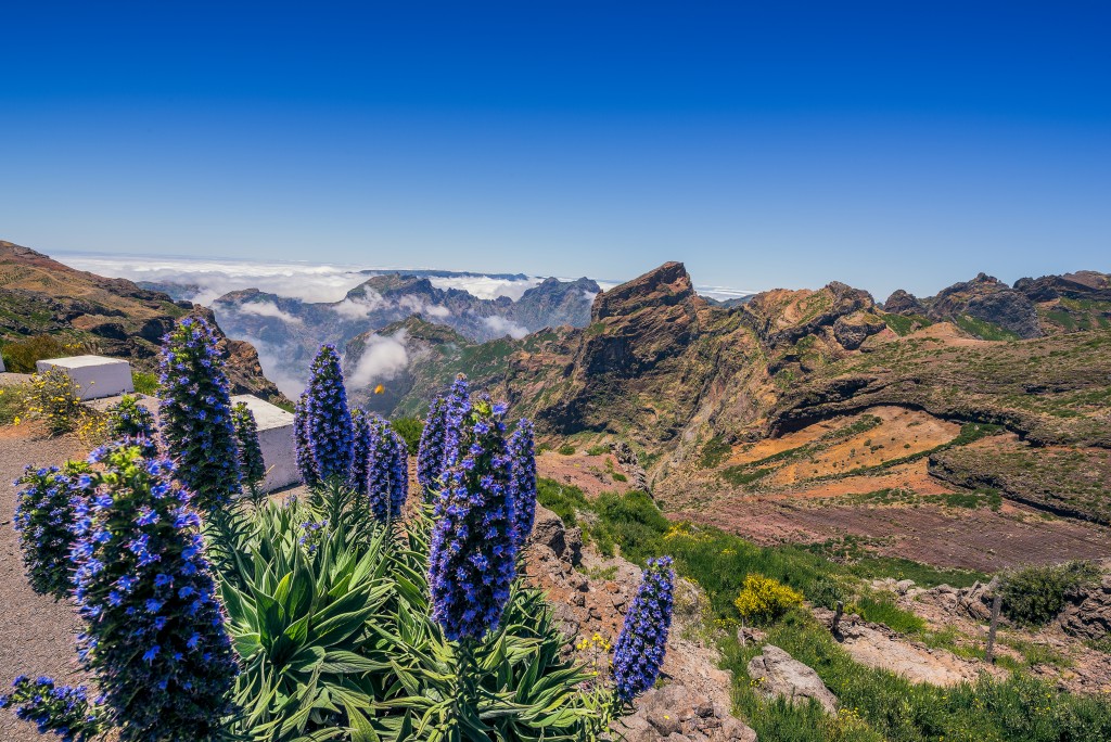 Pico do Areeiro e a maçaroca, planta endêmica da Ilha da Madeira