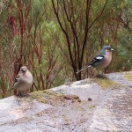 Tendilhões, pássaros madeirenses extremamente sociaveis