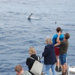 Turistas atentos aos saltos de golfinhos próximos à embarcação