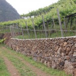 Vinhedos da Quinta do Barbusano