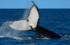 Ilhabela recebe ‘Bird Week’ e se consolida como destino de observação de baleias