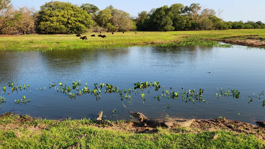 Embaixador da Suíça no Brasil visita Mato Grosso para conhecer projetos do Sesc Pantanal 1 Vista típica do Pantanal capivaras e jacarés nas águas de lagos Crédito Rafael Torres ME Embaixador da Suíça no Brasil visita Mato Grosso para conhecer projetos do Sesc Pantanal