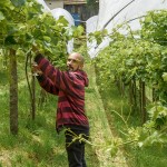 Arthur Almeida, da Espaço Livre na plantação de uvas