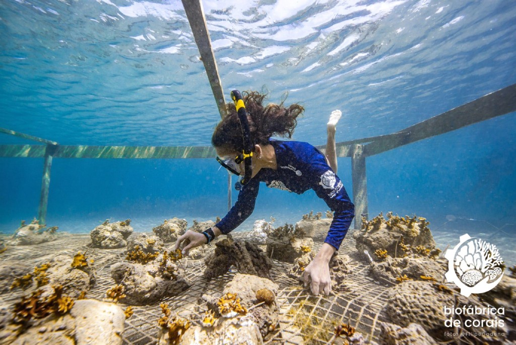 CVC vai atuar na regeneração e conservação de recifes de corais em Porto de Galinhas 1 Fotos-Biofabrica-de-Corais