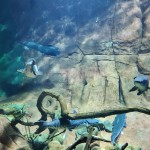 Grandes peixes de água doce