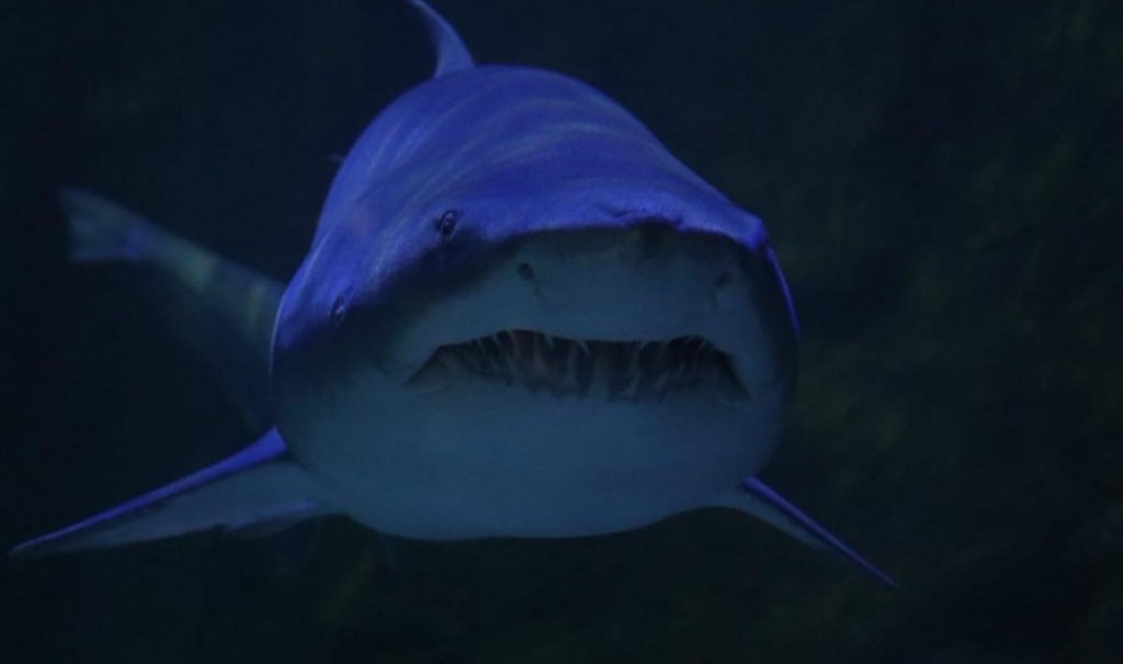 Oceanic Aquarium, em Balneário Camboriú, lança cinema 3D com realidade virtual Os tubarões atraem atenção de boa parte do publico visitante. Foto: Divulgação