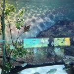 Transparência das águas acompanha a que se encontra o habitat natural das espécies