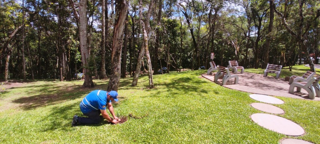 Skyglass Canela planta mudas de araucária nas áreas do parque unnamed