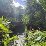 Cenotes em meio ao verde tropical Cenotes em meio ao verde tropical
