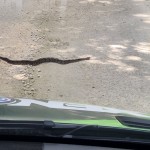 Cobra pitón em meio à Ruta dos Cenotes Cobra pitón em meio à Ruta dos Cenotes