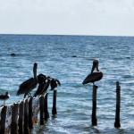 Fauna local à beira-mar Fauna local à beira-mar