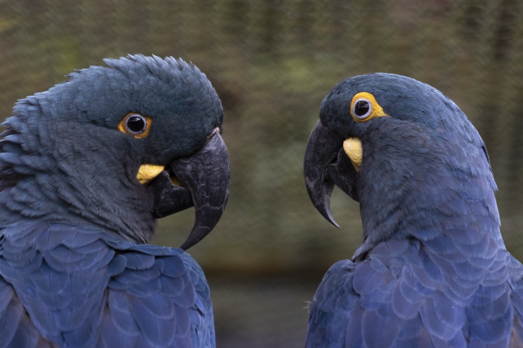 Parques e Atrações 5 Arara azul de lear Zoo SP Foto Paulo Gil Parques e Atrações