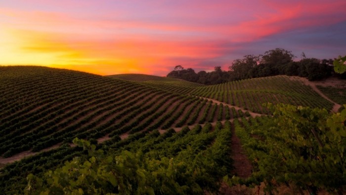 Four Seasons anuncia roadtrips pelos Alpes europeus e vinícolas de Napa Valley 1 O passeio por vinícolas está no itinerário do Napa Valley (Foto: divulgação)