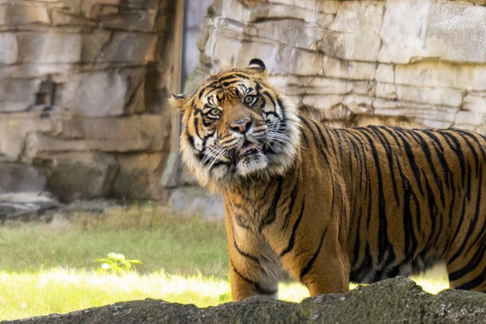 Parques e Atrações 1 O parque se tornou o lar de Bandar um tigre de sumatra espécie classificada como criticamente ameaçada com menos de 400 indivíduos no mundo Foto Bush Gardens divulgação e1675341254886 Parques e Atrações