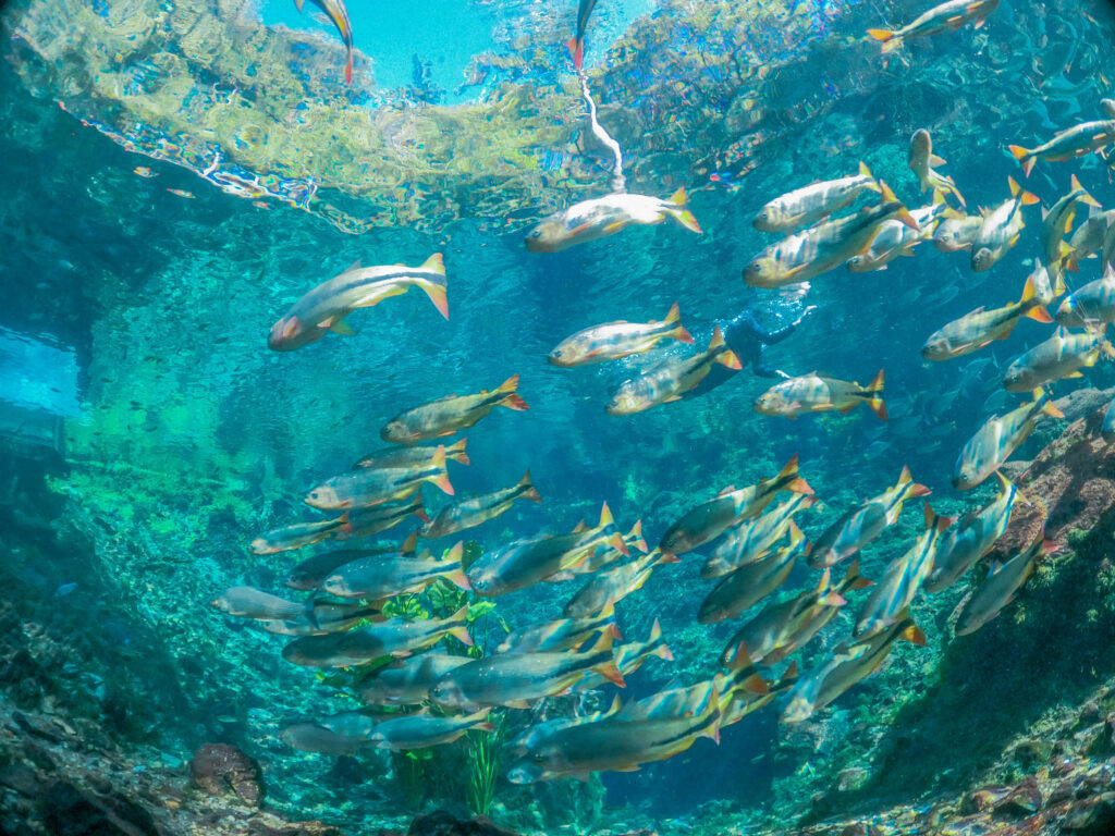 Cardumes de peixes entre os visitantes