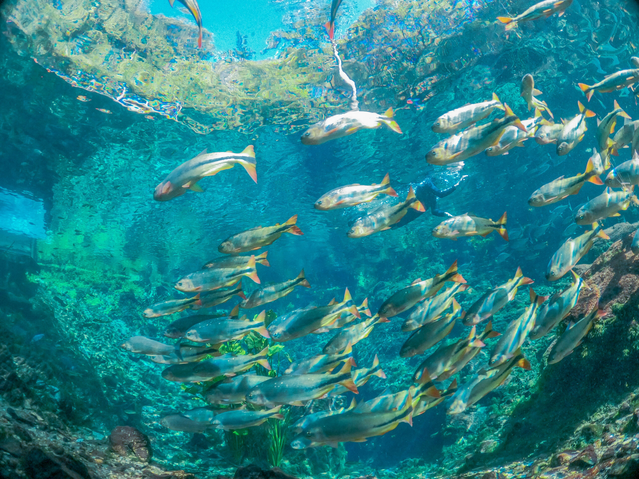 Cardumes de peixes entre os visitantes Cardumes de peixes entre os visitantes