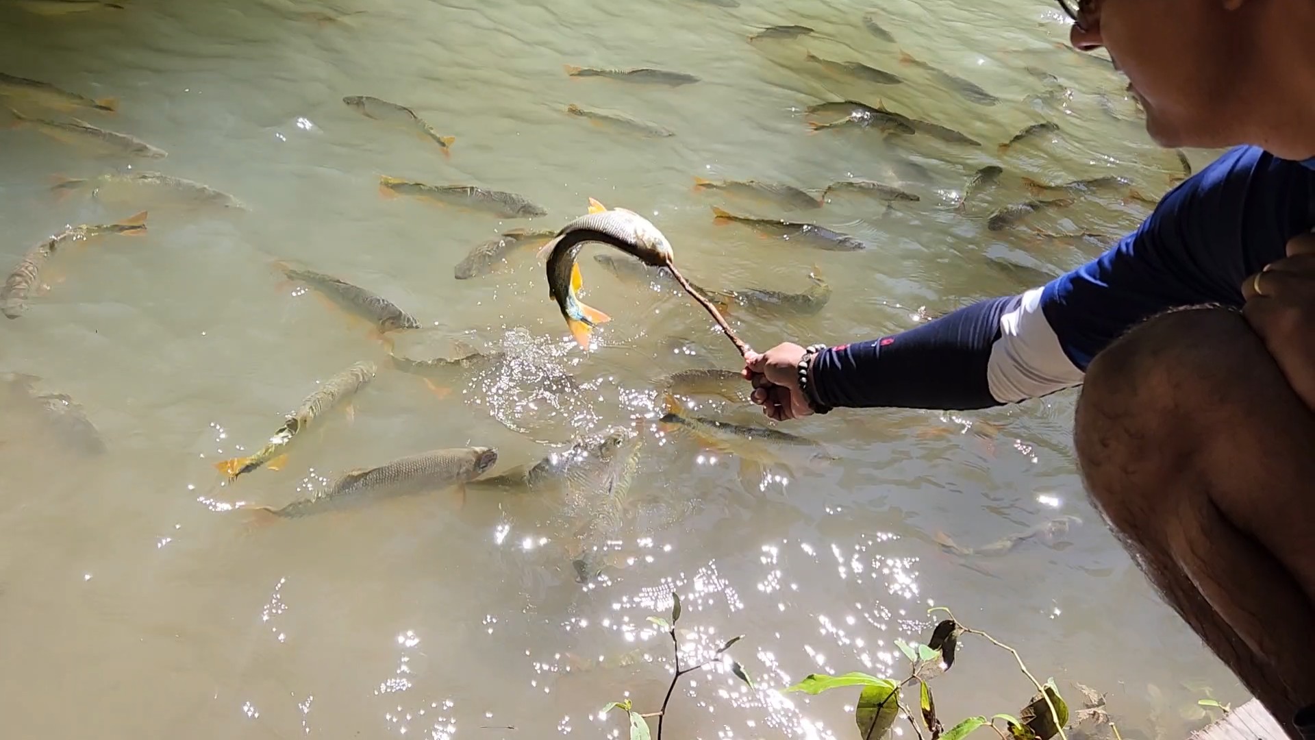 Guia mostra peixes locais Guia mostra peixes locais