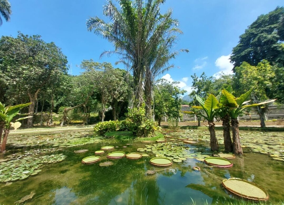 Jardim Botânico RJ abre, no domingo, Semana do Sistema Costeiro-Marinho Jardim Botânico RJ abre, no domingo, Semana do Sistema Costeiro-Marinho