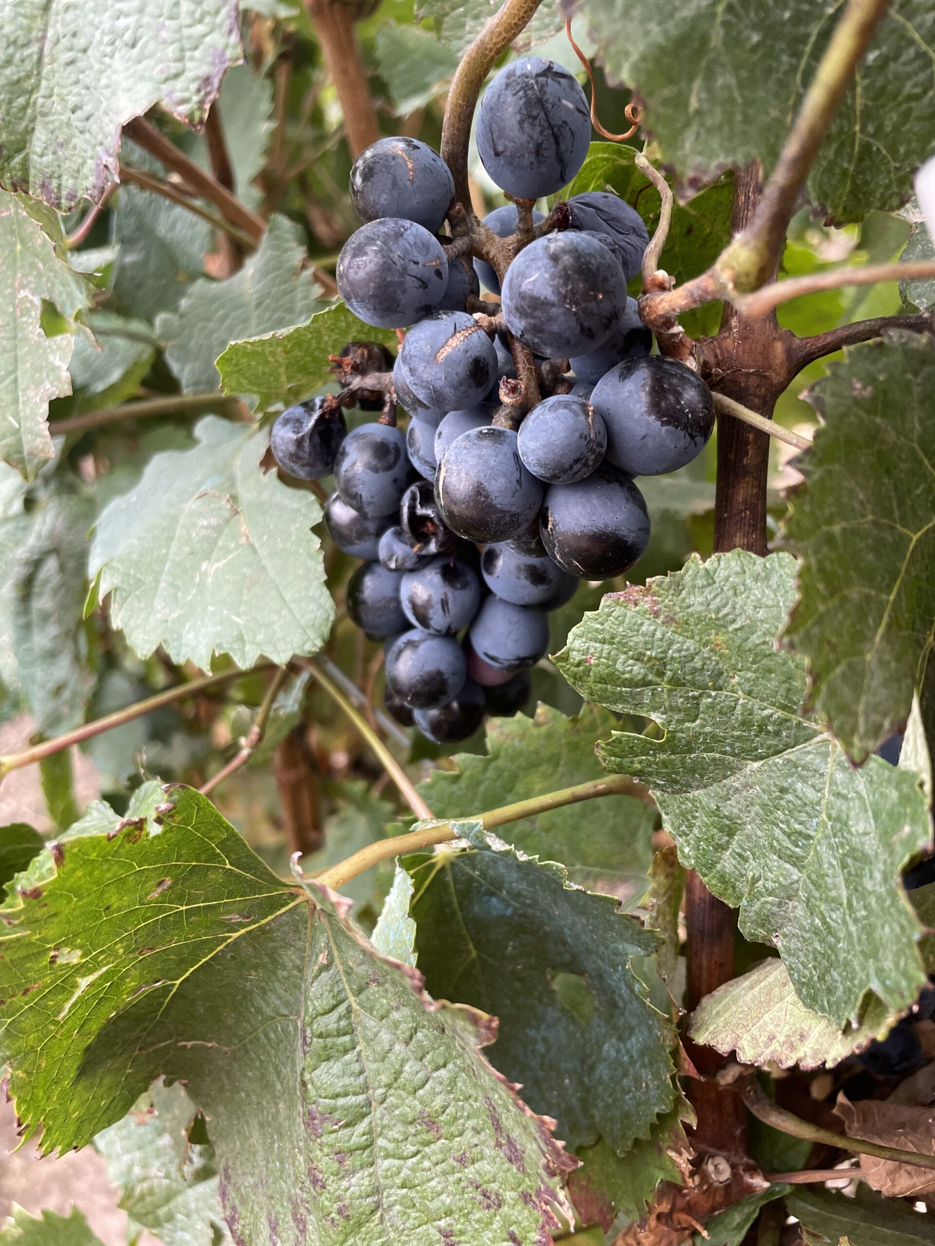 Mendoza é responsável por 90% da produção de vinho de toda a Argentina Mendoza é responsável por 90% da produção de vinho de toda a Argentina