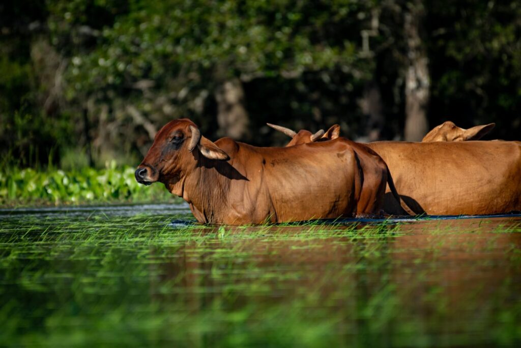 Gado enfrenta as águas nos deslocamentos pelo Pantanal