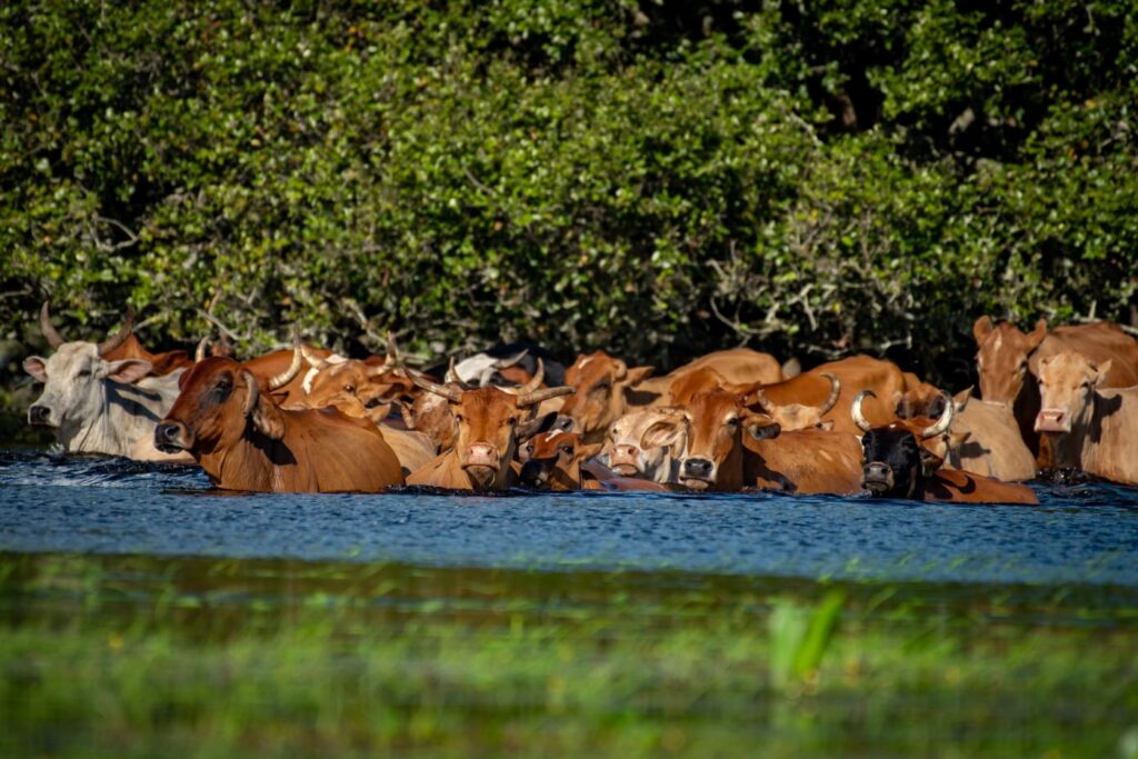 Rebanho bovino supera as cheias dos rios pantaneiros