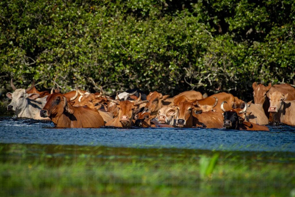 Rebanho bovino supera as cheias dos rios pantaneiros Rebanho bovino supera as cheias dos rios pantaneiros